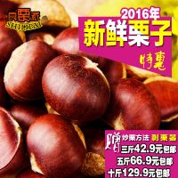 食栗派 2016年新栗子迁西板栗3斤 生新鲜1500g
