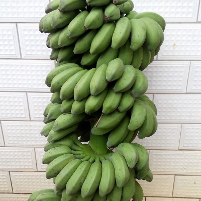 维桑 小米蕉 香蕉9斤 无任何药剂 非泰蕉芭蕉粉蕉 青香蕉