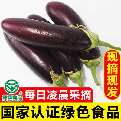 湖南洞庭农家紫色长茄子大茄子农家自种现摘当季新鲜蔬菜整箱3斤