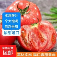 新鲜沙瓤大番茄4斤生吃西红柿蔬菜生鲜 单果>100g 家庭装